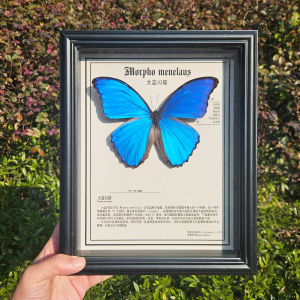 Natural Large Blue Flash Butterfly Specimen Butterfly Decoration Rare Real Butterfly Lover Gift Heaven Swallowtail Ornament