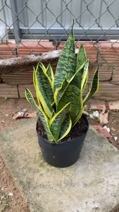 Cây Lưỡi Hổ - Cao tổng thể khoảng 30-40 cm - Trang trí nội ngoại thất - Mang tài lộc!