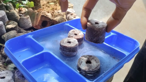 100 Bầu ươm cây - Viên nén xơ dừa Dễ trồng - Easy planting - ươm dâu tây các loại hạt giâm cành các loại nhanh chóng tiện lợi
