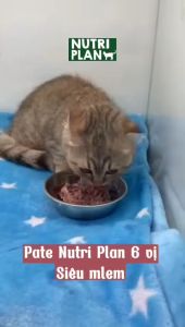 Sỉ - Pate Nutri Plan cho mèo 160g (Nhập khẩu Hàn Quốc)