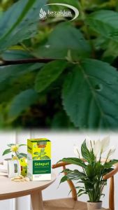 Daun Sidaguri Ekstrak Herbal Obat Asam Urat Dan Rematik Nyeri Lutut Antiradang isi 60