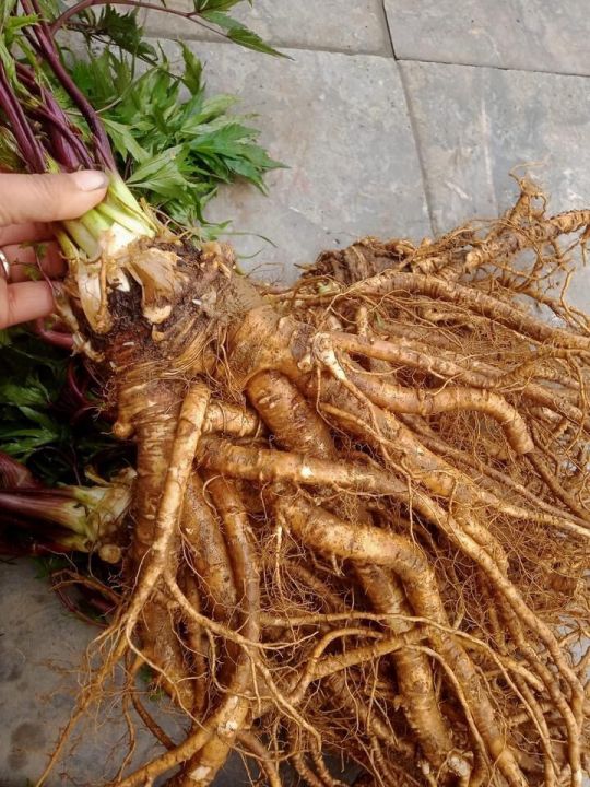 Cách sử dụng Sâm Đương quy bồ bổ sức khỏe Cách sử dụng Sâm Đương quy bồ bổ sức khỏe