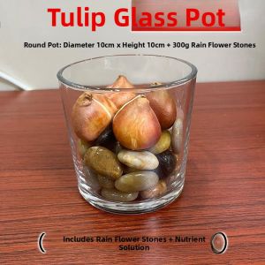 MONLEYTA | Glass Flower Pot With Rain Flower Stones Pebbles Transparent Hydroponic Tulip Container Narcissus Serving Wares Desktop Decor