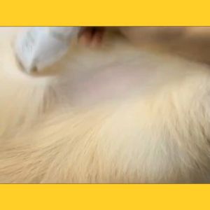 NO LIMIT BaoRun P2: Alat Mesin Cukur Bulu Domba & Hewan Peliharaan