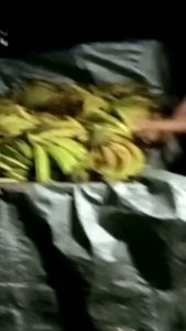 Pisang Tanduk Madu Super Asli Cianjur Selatan: 3kg & 5kg Siap Matang