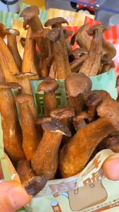 31g 即食鹿茸菇脆酥脆果蔬脆坚果 Instant Mushroom Crispy