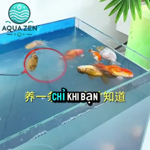 Xanh Methylene 10ml – Hỗ Trợ Xử Lý Nấm & Làm Sạch Nước Cho Cá – Mua 3 Tặng 1 | Mua 5 Tặng 2