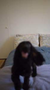 BECO Dog Toy Kangaroo - Floats Squeaks Eco Friendly