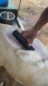 COD BaoRun PRO Alat Cukur Elektrik Bulu Hewan Pet Rechargeable P7 / alat cukur bulu domba / mesin cukur hewan domba garut / mesin cukur buat domba garut / mesin cukur hewan / alat cukur kambing domba / alat cukur bulu domba kucing anjing kambing listrik