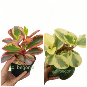 paket hemat 2 tanaman hias daun peperomia teplan kuning dan teplan merah usia remaja pot uk17-20cm