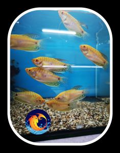 1/3/6 PIECES PACKAGE /GOLDEN GOURAMI /LIVE FISH /IKAN HIASAN /ORNAMENTAL FISH /AQUARIUM NEED /READY STOCK