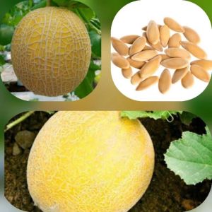 200 biji benih melon madu manis golden F1 cepat tumbuh
