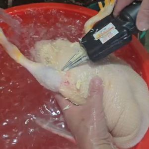 MÁY NHỔ LÔNG MĂNG VỊT THẾ HỆ MỚI NHất CÔNG SUẤT 550W - 4 ĐẦU KẸP tặng  Nhíp Nhổ Lông Gà Vịt Đa Năng 2 Trong 1 tiện ích