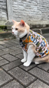 Pororo - Baju Kucing T-shirt Kucing Murah Lucu Motif Roby
