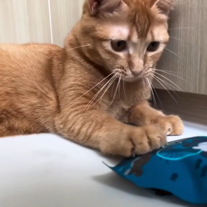 Happi Skippi Catnibbs Soft & Chewy Bonito Cat Treats 60g