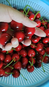 10pcs Simulation cherry artificial fruit model fake cherry holiday party decoration craft food photography props