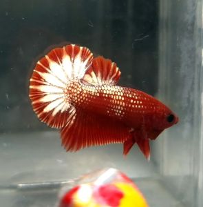 Startail Halfmoon Plakat HMPK Betta Fish / Ikan Laga/ 斗鱼 (Not random fish)8