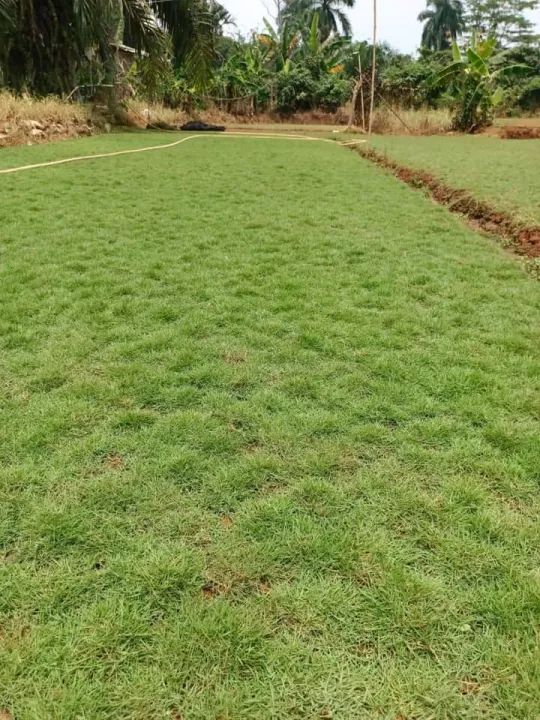 rumput jepang rumput peking 1 meter persegi | Lazada Indonesia