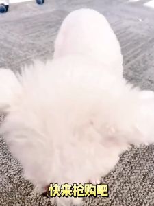 Furiri 100g Pet Snacks Chicken Wrapped Small Dried Fish Ikan Bilis Makanan Kucing Anjing Cat Dog Training Food Treats