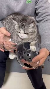 Breathable Cats Head Cover Anti-Bite Muzzles Collar Prevent Licking Wounds after Surgery Pet Supplies