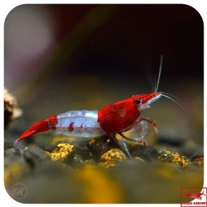 Rilli Shrimp - Paket udang hias aquarium Aquascape super - udang hias air tawar - pembersih aquarium Aquascape - hiasan Aquarium Aquascape