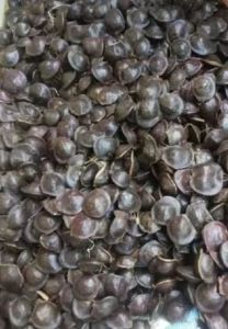 jengkol muda segar 1kg jengkol lalap