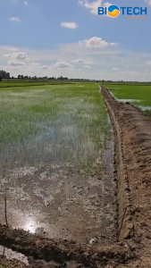 Nano Red 1 Phân bón sinh học cho cây lúa giai đoạn nuôi thân và lá hộp gồm 3 chai x 50 gram