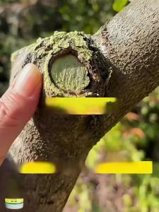 Tree Healing Cream - Wound Sealant & Root Stimulant for Plant Care Gardening Wound Dressing DIY Tree Pruning Repair