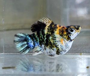 Red Head Balloon Molly Fish(Female) 红头短身气球茉莉鱼(母)❗️(Not random fish)❗️Fish same as order❗️39