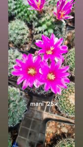 XƯƠNG RỒNG MANMI HOA TIM . CÂY cao 4CM - 6CM . Tặng kèm chậu nhựa nhỏ