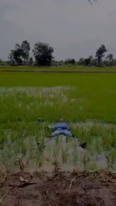 4Tree โฟร์ทรี แรงลึกถึงเซลล์พืช ฟื้นต้นไว โตเร็ว เห็นผลจริง ของเเท้