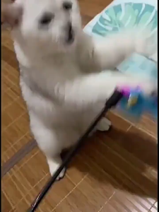 Mainan Bola Kucing Tongkat Kucing Dan Tikus Gigit Anjing Pet Toys