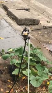 Bộ 10 béc tưới phun mưa xoay 360 - béc phun tưới cây kết nối chân ren 17mm ứng dụng tưới công viên cảnh quan sân vườn cây cảnh vườn rau