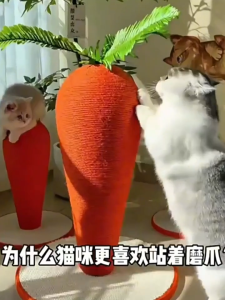 แครอทรูปแมว Scratch Bar แครอทรูป วัสดุป่านศรนารายณ์ กรอบปีนแมว กรงเล็บแมวบด บรรเทาความเบื่อหน่าย ของเล่นแมว อพาร์ทเมนท์แมว กรงเล็บแมว