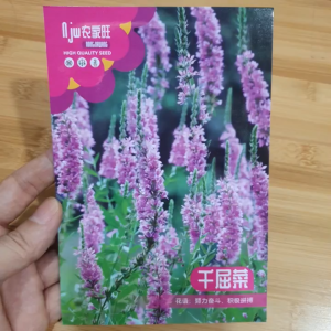 Nguyên gói hạt hoa Trân Châu Tím khoảng 300 hạt sinh trưởng mạnh hoa thuỷ sinh Trân Châu Tím Hoang My food and beauty