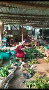 BIBIT KEMANGI SIAP TANAM BUAT LALAPAN (beli 5 gratis 1)