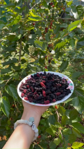 Dâu Tằm Sấy Khô - Nguyên Bản không đường - Nguyên Liệu Pha Trà Làm Bánh | Moony Farm