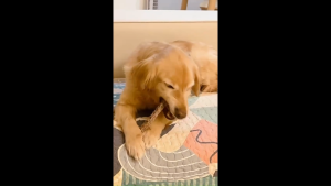 Duck Neck Stick Dog Dental Chew Air Dried Pet Treats Pet Snack