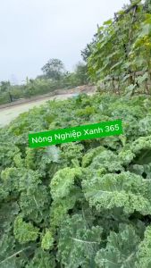 [TẶNG RAU DỀN] Hạt giống rau cải Kale xoăn cao năng lượng giàu dinh dưỡng chịu nhiệt - Gói nguyên 200 hạt