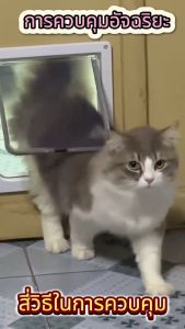 QQPET ประตูสัตว์เลี้ยง 3 ขนาด ประตูแมว ประตูสุนัข Pet Door รุ่นประตูสัตว์เลี้ยงสองทาง