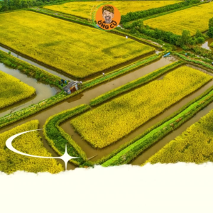 (Combo Gạo Lứt ) Gạo Lứt Hỗn Hợp Gạo Lứt Tam Sắc Gạo Lứt ST25 Sinh Thái Cà Mau