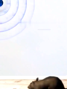 รุ่นใหม่ล่าสุด2025 เครื่องไล่หนู ไล่หนูถาวร ภายใน10000ม.ไม่มีหนู งู ตะขาบ แมงมุม ไล่จิ้งจกฯลฯ ที่ไล่หนูไฟฟ้า ปกป้องสุขภาพของครอบครัว เครื่องไล่หนูsonic ติดตั้งง่าย ปลอดภัยไร้สารเคมี ไล่หนูได้จริง ที่ไล่หนูไฟฟ้า ไล่หนู ไล่แมลง ครอบคลุมพื้นที่กว้าง