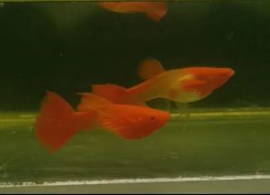 （孔雀鱼） 🇻🇳越南🇻🇳红锦鲤缎带 1套4只 1对普通 1对缎带 (Guppy) 🇻🇳Vietnam🇻🇳Red Koi Ribbon 1 set of 4 pieces 1 pair ordinary 1 pair ribbons