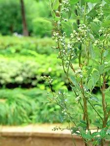 强效【官方】美乐棵浆果蓝莓树莓果苗葡萄樱桃车厘子盆栽有机营养液专用肥料