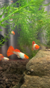 อาหารปลา เลี้ยงง่าย โตเร็ว โค่ยสีทอง แรร์ไอเท็ม หายาก