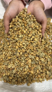 Green Bean Arabika Gayo - Specialty Grade - Natural Anaerobic Processed