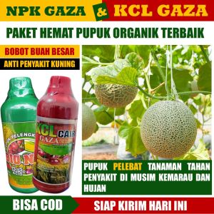 PUPUK Terbaik Murah - Paket 2 BOTOL NPK GAZA & KCL GAZA PUPUK TERBAIK Tanaman MELON Agar Cepat Berbuah Pembesar Melon Anti Patek Busuk Rontok Buah Melon Muda GANTIKAN UREA dan FUNGISIDA