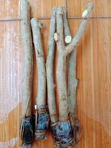 พืชทางเลือกใหม่ที่ดีกว่า " ชะอมไร้หนาม " 🌿🟡 . ของแท้เจ้าของสวนการันตี ปลูกติดง่าย ปลุกได้ทุกสภาพดิน ☘⛺ ไม่กลายพันธุ์แน่นอน ต้นเตี้ย เก็บง่าย แตกยอดเร็ว ปลูกครั้งเดียวเก็บได้ตลอดทั้งปี รากแน่น กิ่งตอนแข็งแรง ยอดสวยมาก 🍀🌿 . ✅ราคา แบ่งปัน กันปลูก