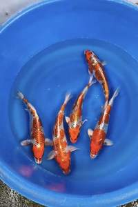🇯🇵 Japan Kujaku · 35–37cm From Marudo Farm - RM980 per koi