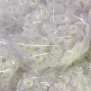 11.5mm/15mm/18mm/20mm/25mm 10PCS Resin Daisy Buttons Four Eye Spot Coat Windbreaker Shirt Decoration Transparent White Button